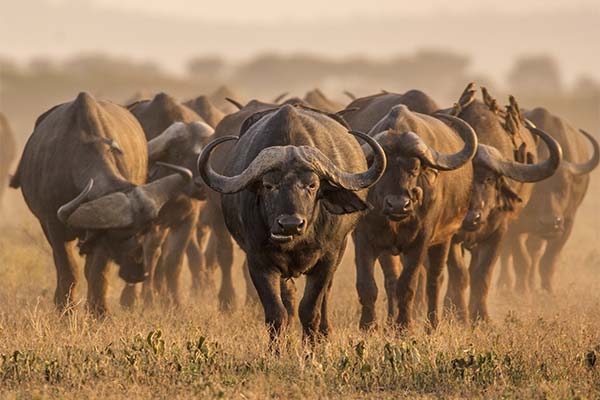 До чого сниться буйвол жінці чи чоловікові — 38 тлумачень із різних сонників.