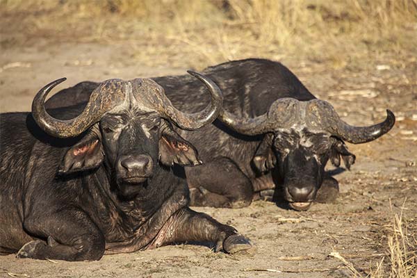 До чого сниться буйвол жінці чи чоловікові — 38 тлумачень із різних сонників.