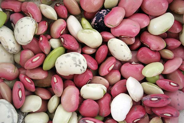 До чого сняться боби жінці чи чоловікові — 46 тлумачень із різних сонників.