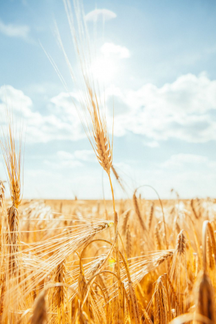 Гарні привітання з Днем захисника Вітчизни у прозі