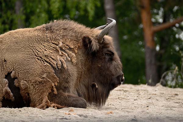 Що означає сон про бізон — 46 тлумачень із різних сонників.