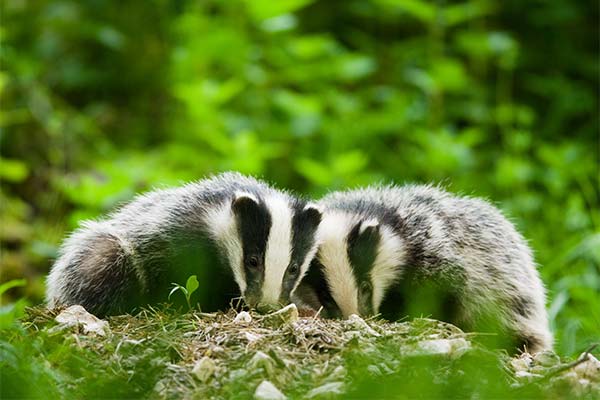 До чого сниться борсук жінці чи чоловікові — 45 тлумачень із різних сонників.