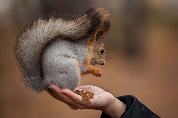 До чого сниться білка жінці чи чоловікові - 88 тлумачень із різних сонників.