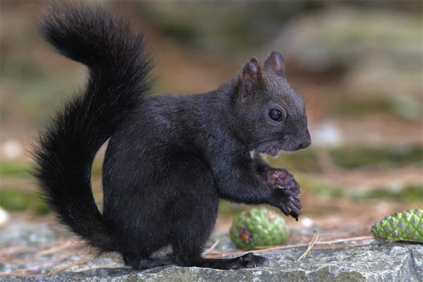 До чого сниться білка жінці чи чоловікові - 88 тлумачень із різних сонників.