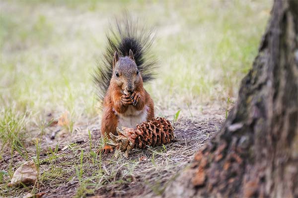 До чого сниться білка жінці чи чоловікові - 88 тлумачень із різних сонників.