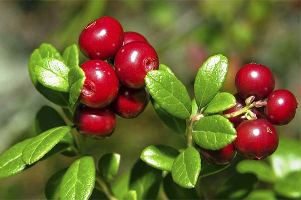 До чого сниться брусниця жінці чи чоловікові — 48 тлумачень із різних сонників.