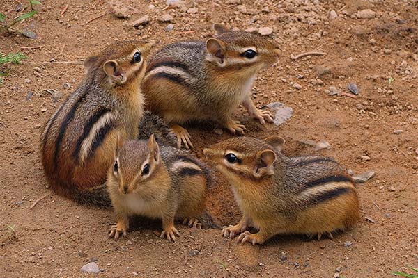 До чого сниться бурундук жінці чи чоловікові — 48 тлумачень із різних сонників.