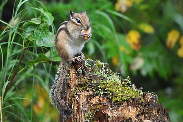 До чого сниться бурундук жінці чи чоловікові — 48 тлумачень із різних сонників.