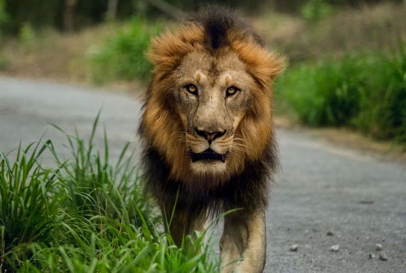 Навіщо сниться лев уві сні жінці?