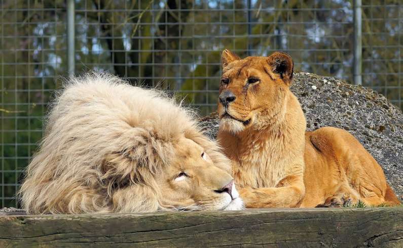 Навіщо сниться лев уві сні жінці?