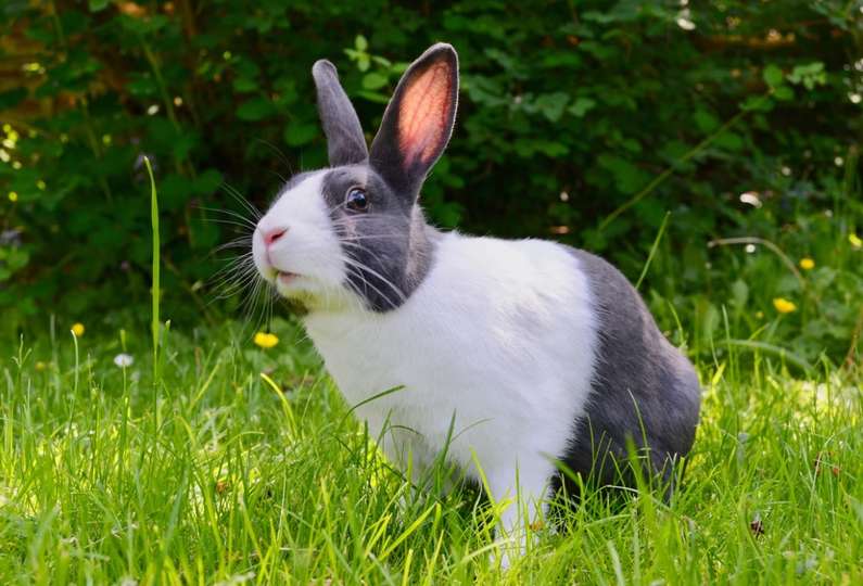 Навіщо сняться кролики уві сні жінці?