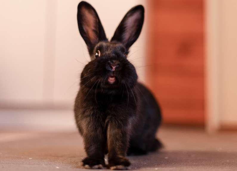 Навіщо сняться кролики уві сні жінці?