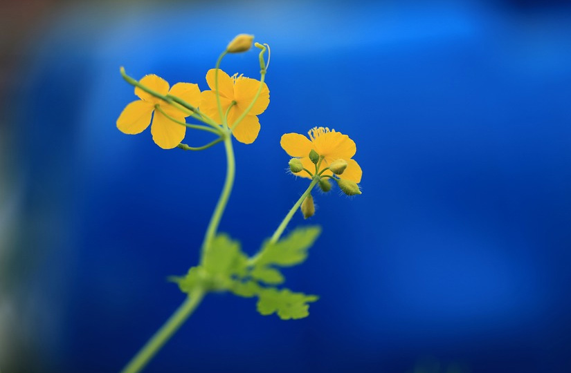 Навіщо використовувати дитячу присипку та тенісний м'ячик для догляду за ногами і як уберегтися влітку від мозолів