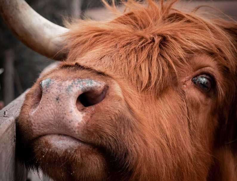 Навіщо сниться бик уві сні жінці?