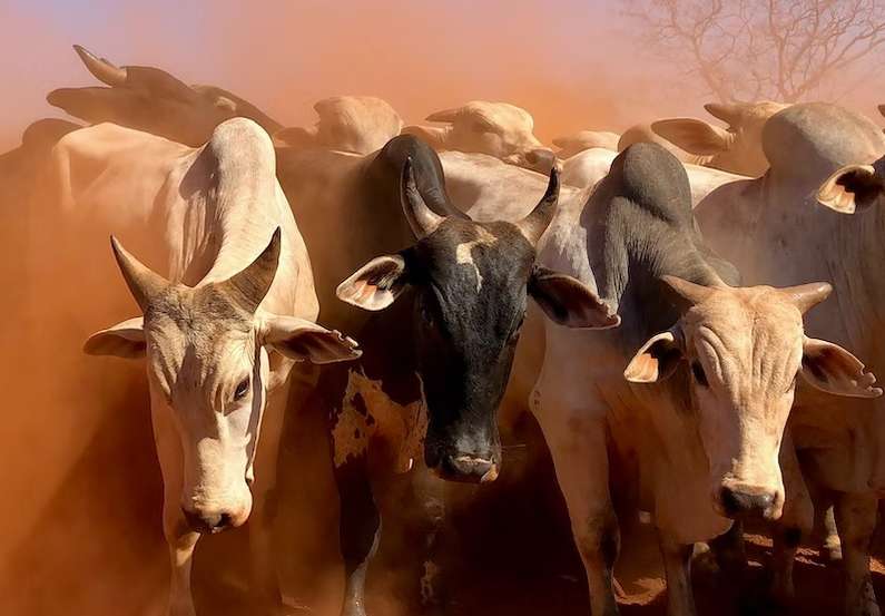 Навіщо сниться бик уві сні жінці?