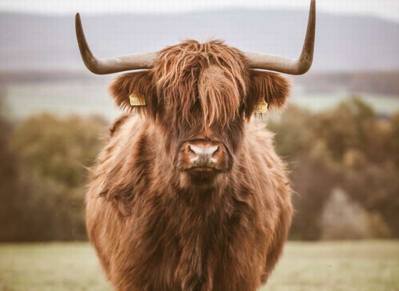 Навіщо сниться бик уві сні жінці?