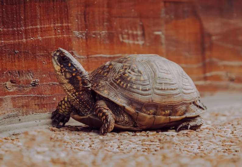 Навіщо сниться черепаха уві сні жінці?