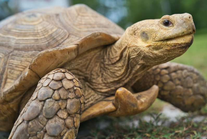 Навіщо сниться черепаха уві сні жінці?