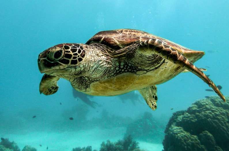 Навіщо сниться черепаха уві сні жінці?