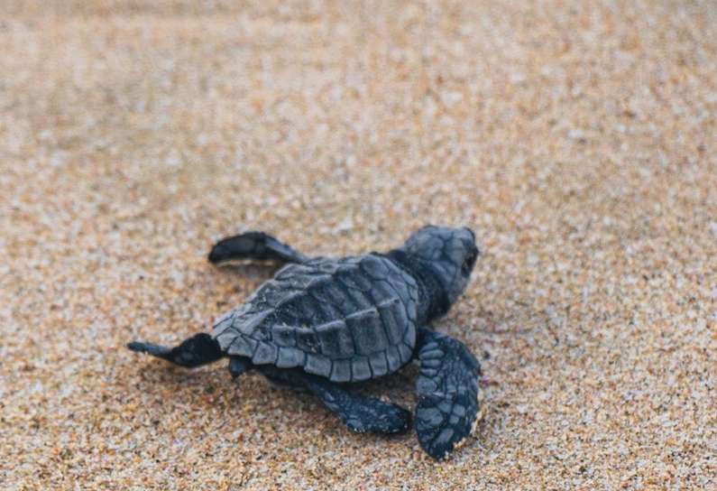 Навіщо сниться черепаха уві сні жінці?