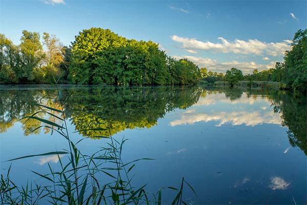 До чого сниться чисте або брудне водоймище — 40 тлумачень із різних сонників.