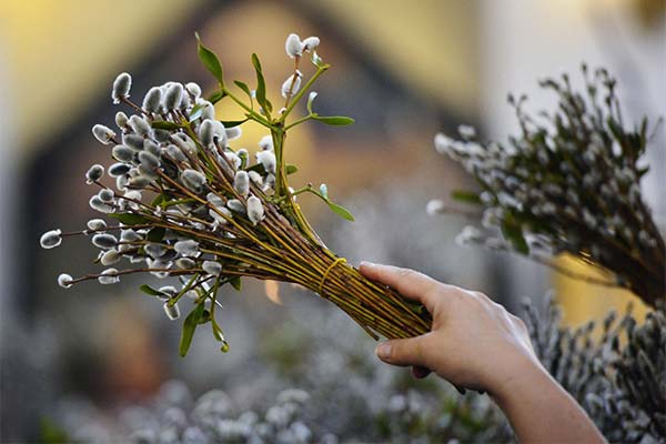 До чого сниться квітуча верба — 26 тлумачень із різних сонників.