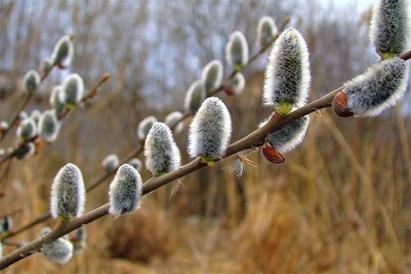 До чого сниться квітуча верба — 26 тлумачень із різних сонників.