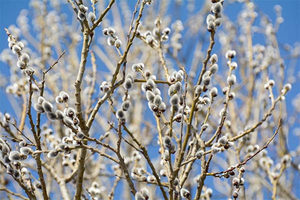 До чого сниться квітуча верба — 26 тлумачень із різних сонників.