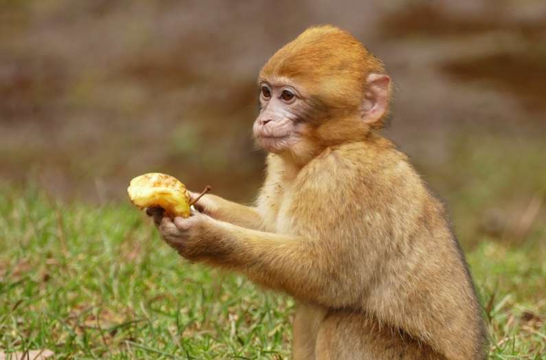 До чого сниться мавпа уві сні жінці?