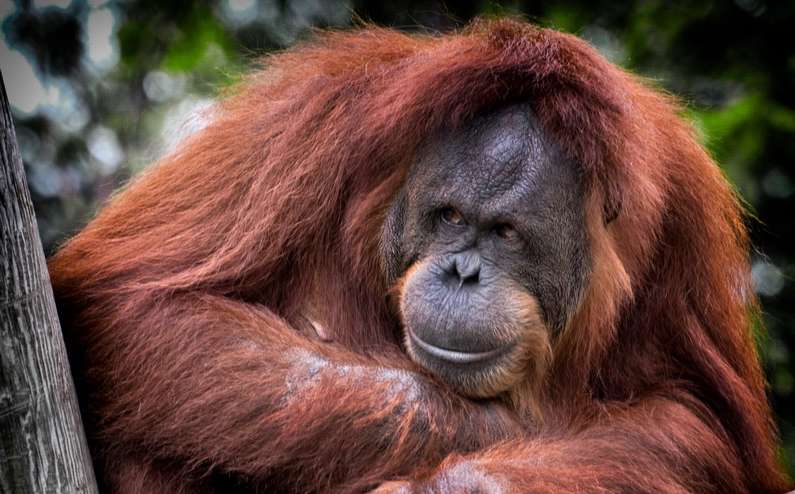 До чого сниться мавпа уві сні жінці?