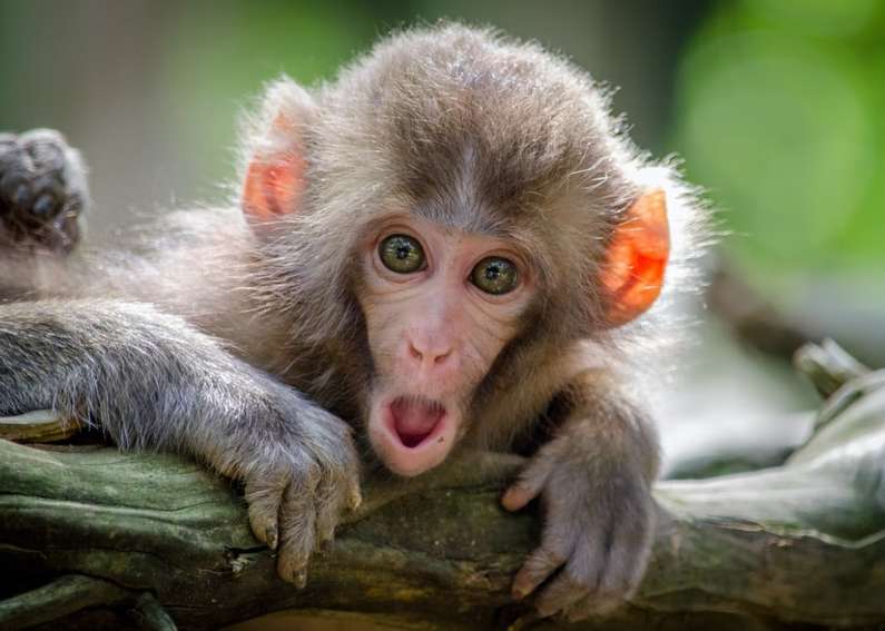 До чого сниться мавпа уві сні жінці?