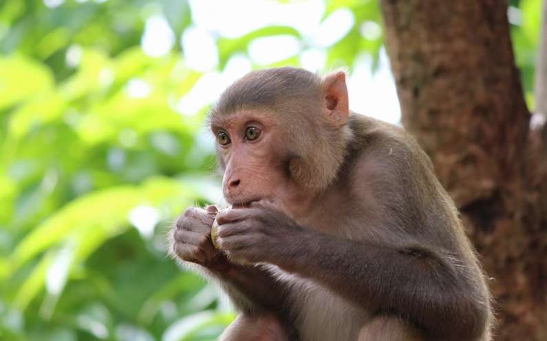 До чого сниться мавпа уві сні жінці?