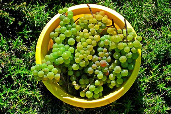 До чого сниться цебро жінці чи чоловікові — 78 тлумачень із різних сонників.