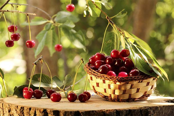 До чого сниться вишня жінці чи чоловікові — 58 тлумачень із різних сонників.