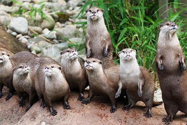 До чого сниться видра жінці чи чоловікові — 48 тлумачень із різних сонників.