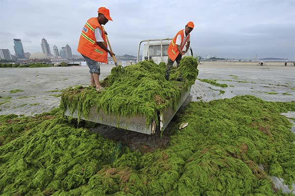 До чого сняться водорості в морі, річці чи басейні — 45 тлумачень із різних сонників.