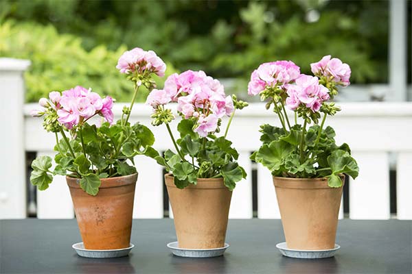 До чого сниться квітуча герань — 39 тлумачень із різних сонників.