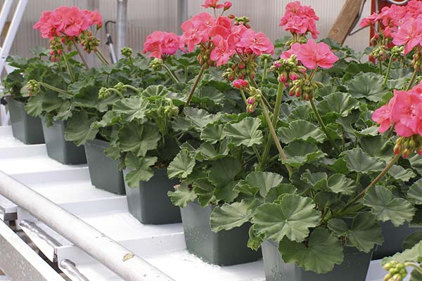 До чого сниться квітуча герань — 39 тлумачень із різних сонників.