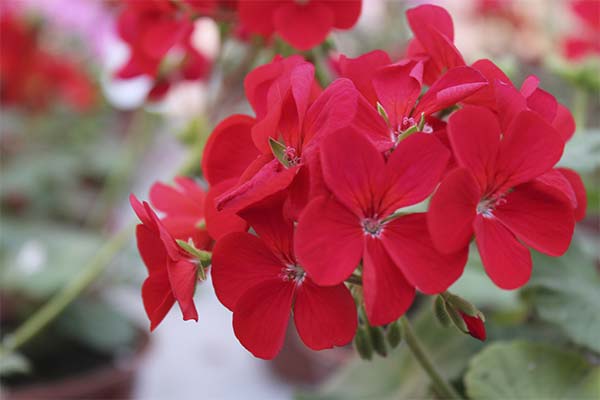 До чого сниться квітуча герань — 39 тлумачень із різних сонників.