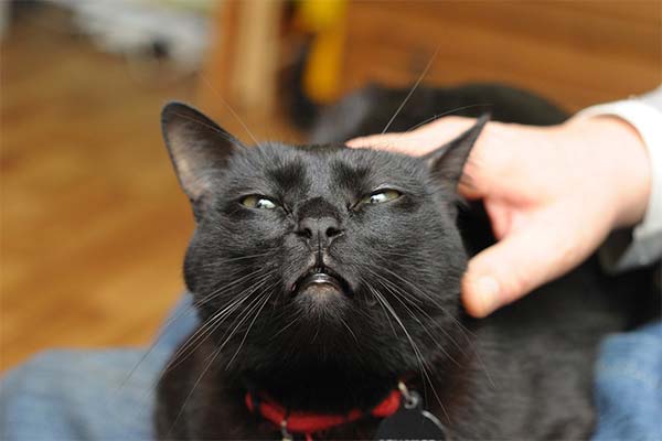 До чого сниться прасувати кішку жінці чи чоловікові — 30 тлумачень із різних сонників.