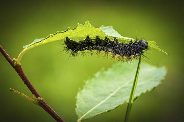 До чого сниться гусениця жінці чи чоловікові — 48 тлумачень із різних сонників.