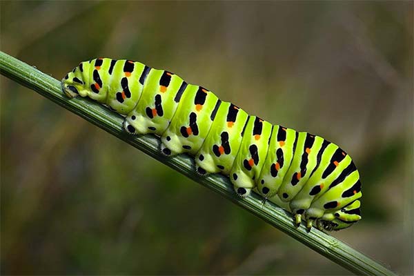 До чого сниться гусениця жінці чи чоловікові — 48 тлумачень із різних сонників.