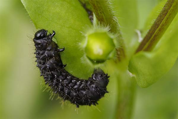 До чого сниться гусениця жінці чи чоловікові — 48 тлумачень із різних сонників.
