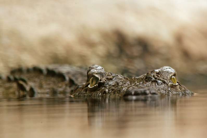 До чого сниться крокодил жінці: у воді, на суші, багато крокодилів уві сні
