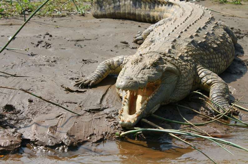 До чого сниться крокодил жінці: у воді, на суші, багато крокодилів уві сні
