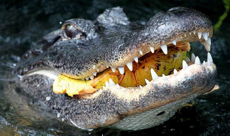 До чого сниться крокодил жінці: у воді, на суші, багато крокодилів уві сні