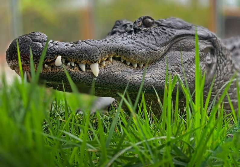 До чого сниться крокодил жінці: у воді, на суші, багато крокодилів уві сні