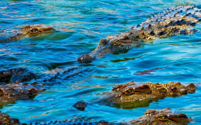 До чого сниться крокодил жінці: у воді, на суші, багато крокодилів уві сні