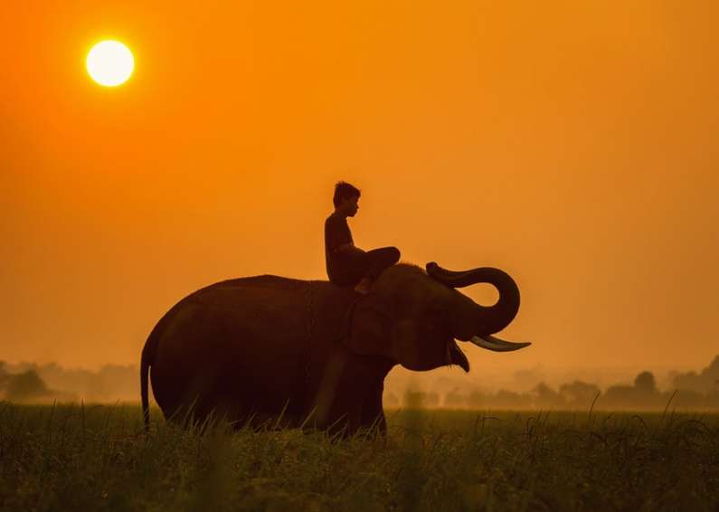 До чого сниться слон жінці?