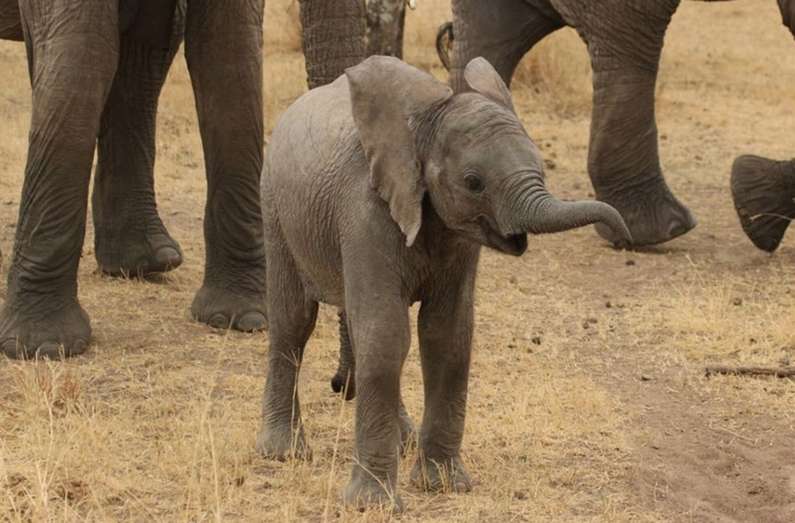 До чого сниться слон жінці?